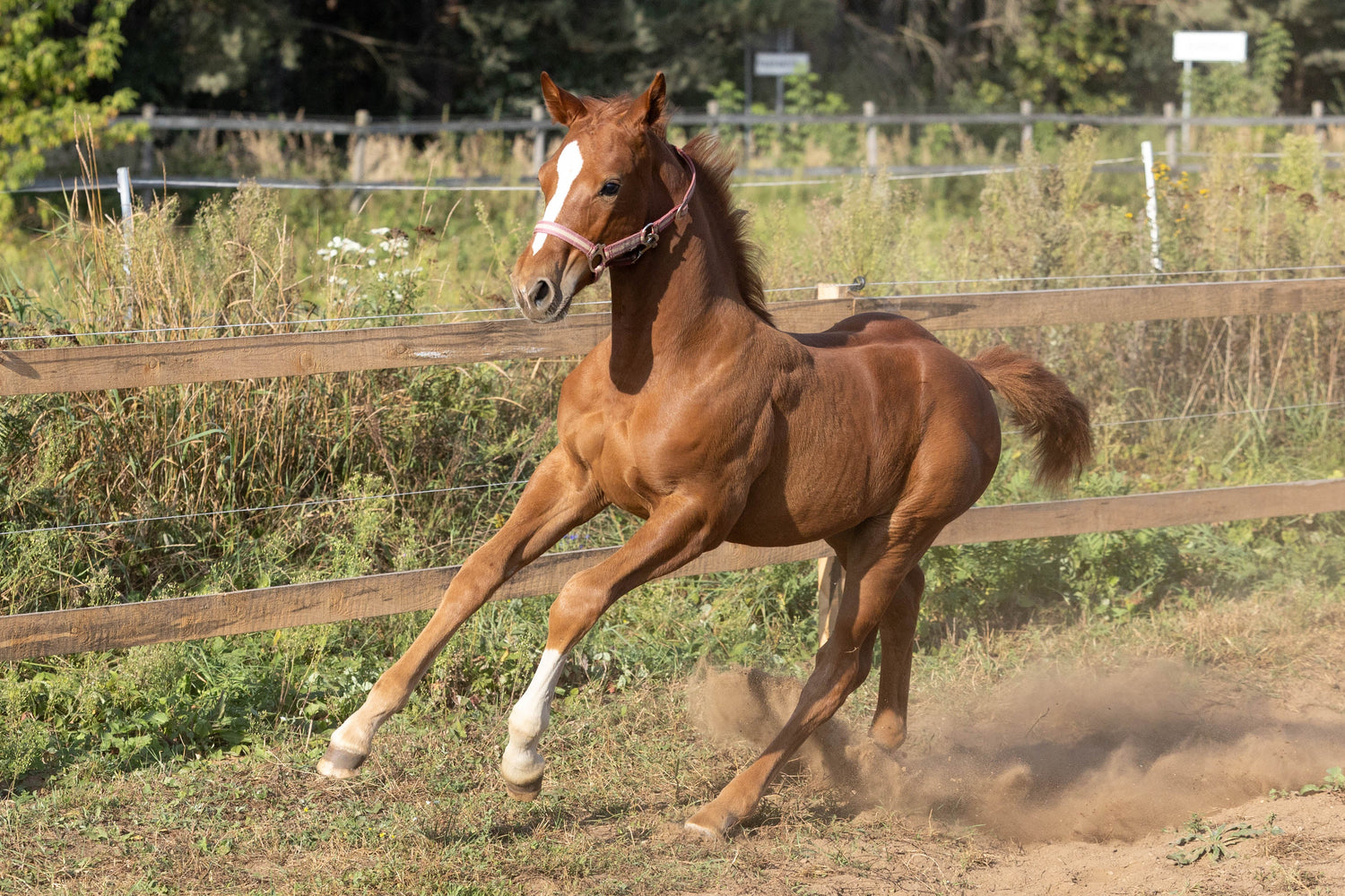Probiotikai/Prebiotikai. Pagalba skrandžiui