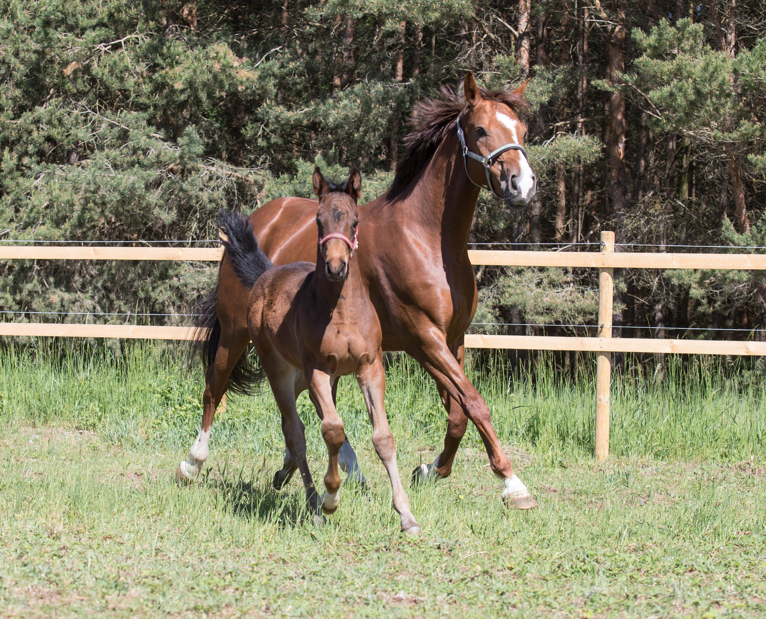 Auginimas- Kumelės/Kumeliukai