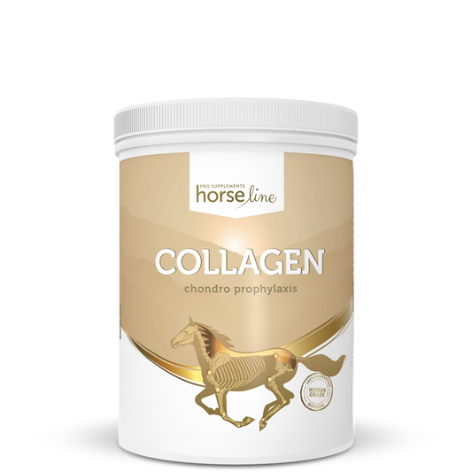 Collagene type II, Otrā tipa kolagēns